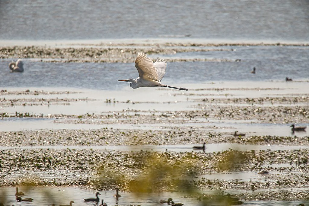 Pozorovanie vtákov v Senných rybníkoch - fotka 2
