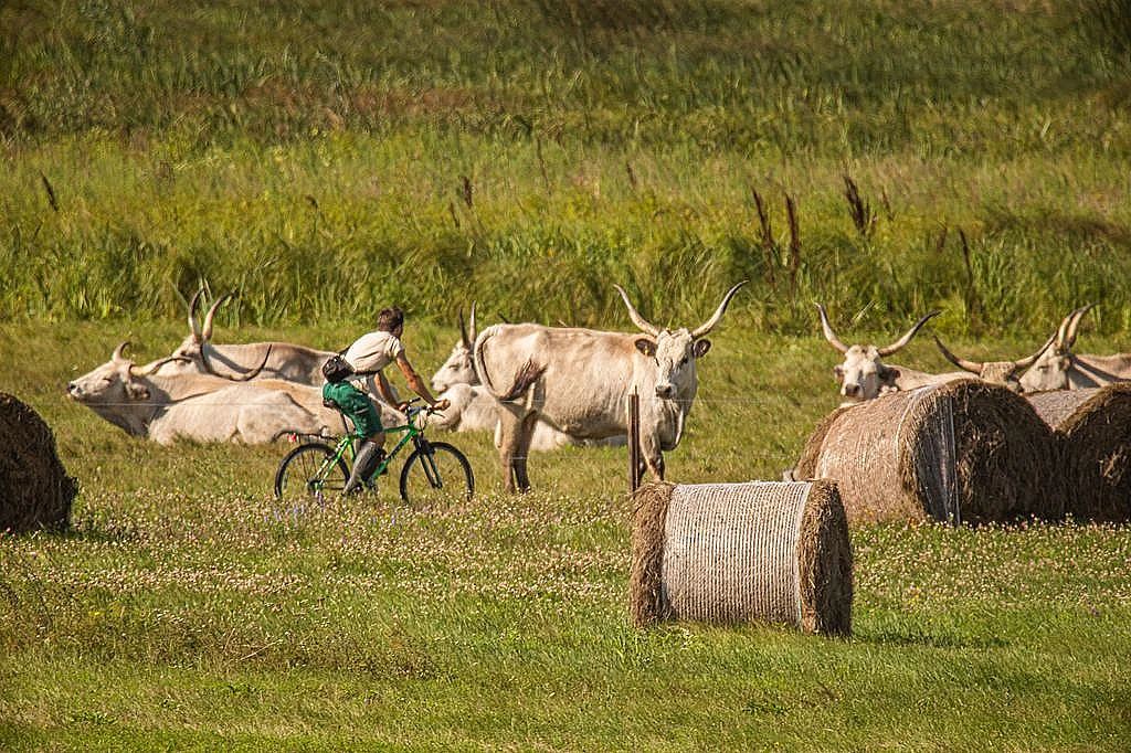 Pozorovanie vtákov v Senných rybníkoch - fotka 3