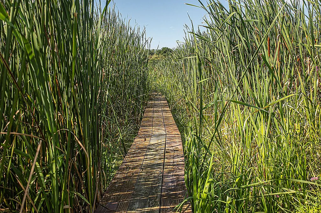 Pozorovanie vtákov v Senných rybníkoch - fotka 4