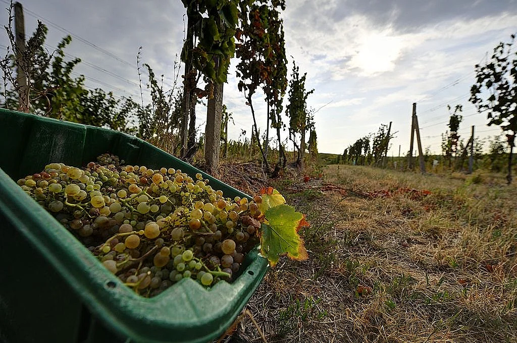 Tokaj Weinkeller - fotka 2