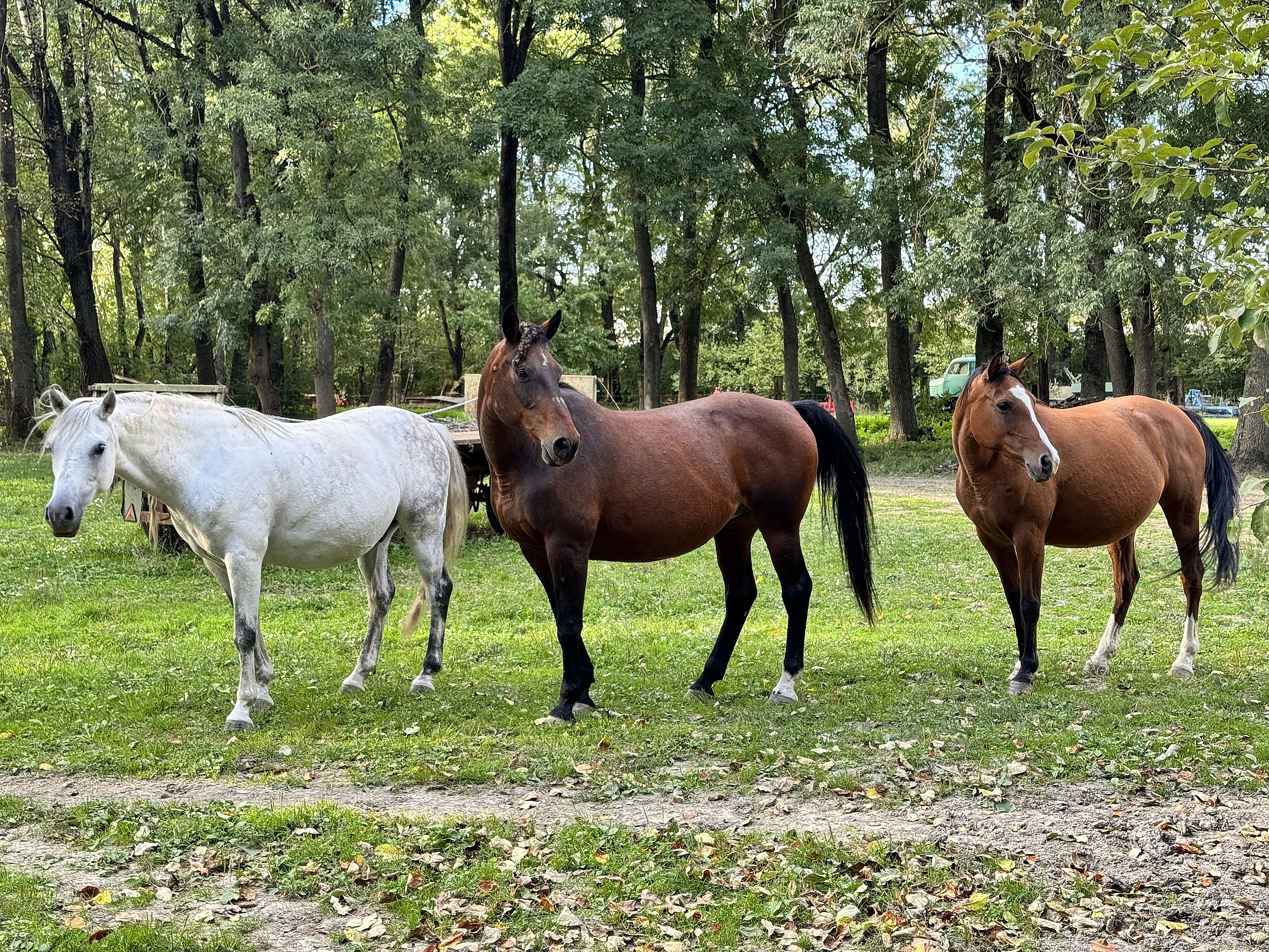 Kone na ranči v prírode